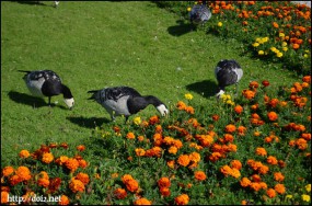 花を食べる鳥たち