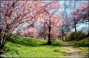 4月始め、オリンピアパークの桜