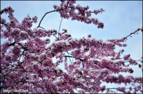 4月始め、桜が咲いたけど雪も降った。