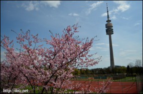 オリンピアパークの桜（4月3週目）