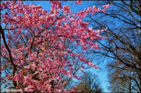BMW Welt横の公園の桜