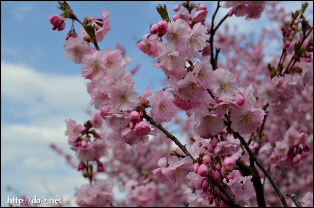 オリンピアパークの桜