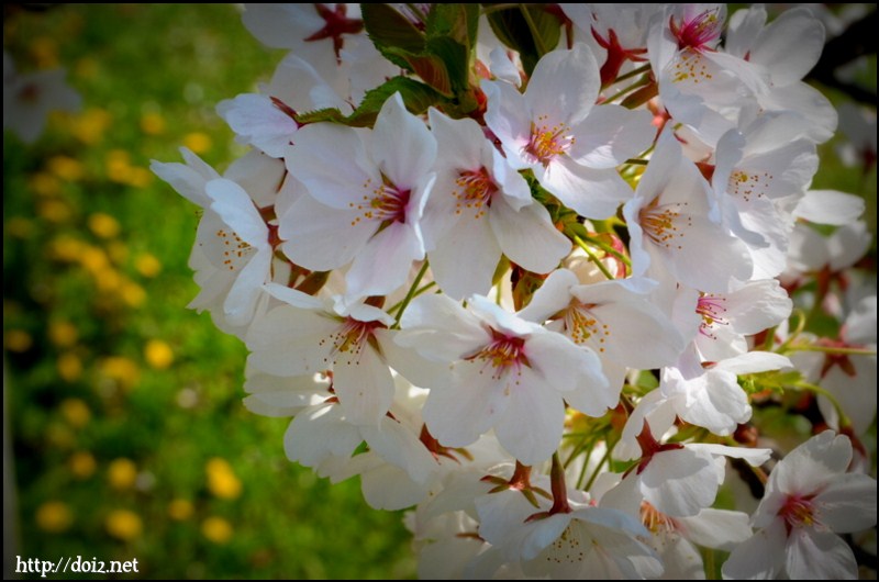 Petuelparkの桜