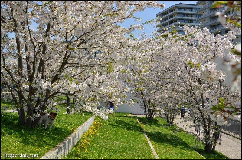 Petuelparkの桜